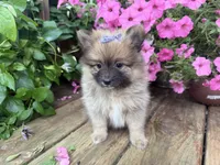 Tiffany, a female Pomeranian for sale in Athens, WI – 9 of 10