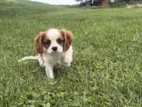 Lewis, a male Cavalier King Charles Spaniel for sale in Athens, WI – 10 of 10
