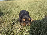 Henry, a female Cocker Spaniel for sale in Athens, WI – 5 of 6