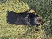 Henry, a female Cocker Spaniel for sale in Athens, WI – 3 of 6