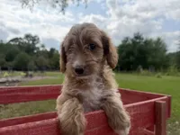 Carly, a female Miniature Goldendoodle for sale in Athens, WI – 7 of 10
