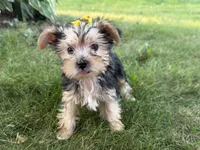 Jessie, a female Morkie for sale in Athens, WI – 5 of 10