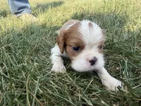 AKC Donovan, a male Cavalier King Charles Spaniel for sale in Athens, WI – 2 of 7
