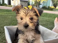 Jessie, a female Morkie for sale in Athens, WI – 6 of 10