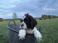 AKC Monica, a female Cocker Spaniel for sale in Athens, WI – 3 of 10