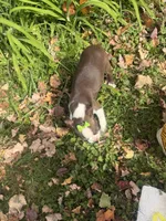 Penny, a female Boston Terrier for sale in Athens, WI – 10 of 10