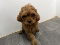 Rod, a male Cavapoo for sale in Athens, WI – 4 of 10
