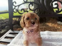 Elvis , a male Cavapoo for sale in Athens, WI – 3 of 10