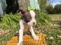 Penny, a female Boston Terrier for sale in Athens, WI – 3 of 10