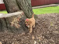 Susie, a female Cavapoo for sale in Athens, WI – 8 of 10