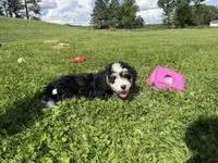 Louie, a male Miniature Bernedoodle for sale in Athens, WI – 5 of 10