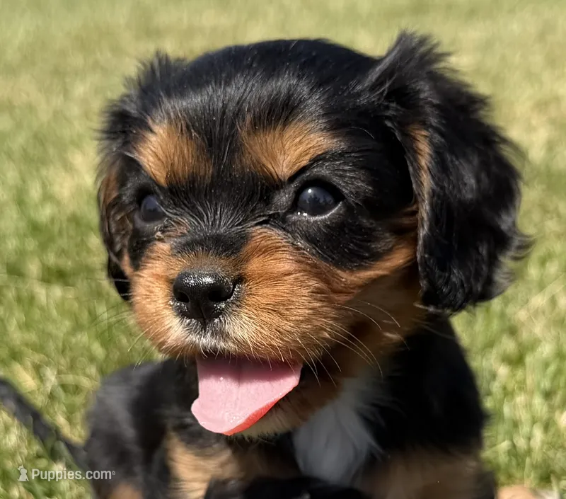 AKC Dora – Cavalier King Charles Spaniel puppy for sale in Athens, WI