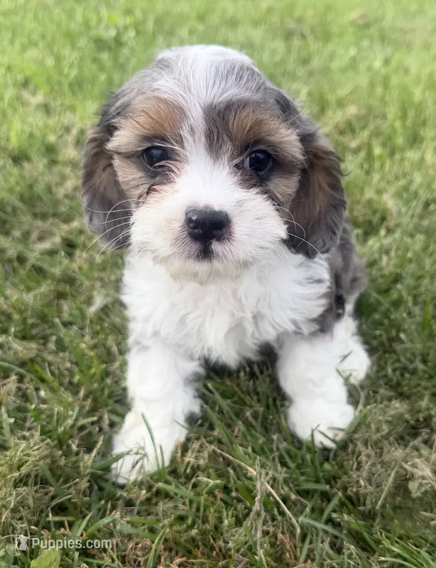 Arthur – Cavapoo puppy for sale in Athens, WI