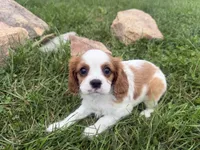 Lewis, a male Cavalier King Charles Spaniel for sale in Athens, WI – 9 of 10