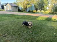 Buzz, a male Morkie for sale in Athens, WI – 10 of 10