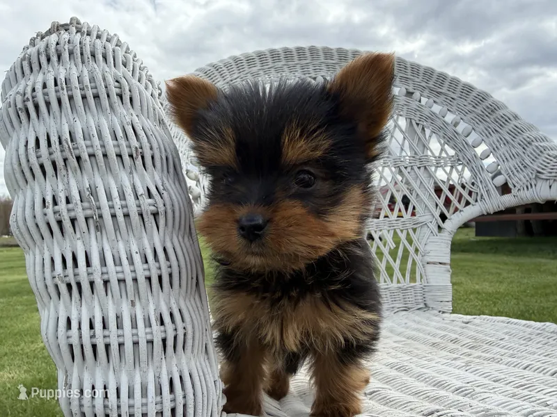 Friskie – Yorkshire Terrier puppy for sale in Athens, WI