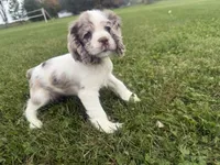 AKC Winnie, a female Cocker Spaniel for sale in Athens, WI – 9 of 10