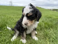 Louie, a male Miniature Bernedoodle for sale in Athens, WI – 7 of 10