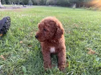 Champion, a male Miniature Goldendoodle for sale in Athens, WI – 8 of 10