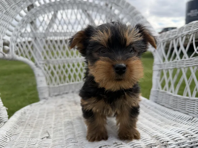 Frankie – Yorkshire Terrier puppy for sale in Athens, WI