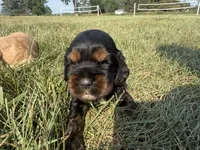 Hanna, a female Cocker Spaniel for sale in Athens, WI – 3 of 6