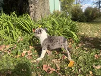 Priscilla, a female Boston Terrier for sale in Athens, WI – 6 of 10