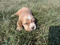 Holly, a female Cocker Spaniel for sale in Athens, WI – 3 of 10
