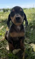 Harper, a female Miniature Dachshund for sale in Athens, WI – 3 of 10