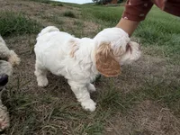 Albert, a male Cavapoo for sale in Athens, WI – 7 of 10