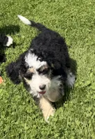 Louie, a male Miniature Bernedoodle for sale in Athens, WI – 8 of 10