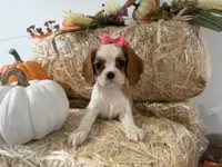 Carmen, a female Cavalier King Charles Spaniel for sale in Athens, WI – 10 of 10
