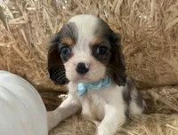 Carter, a male Cavalier King Charles Spaniel for sale in Athens, WI – 9 of 10