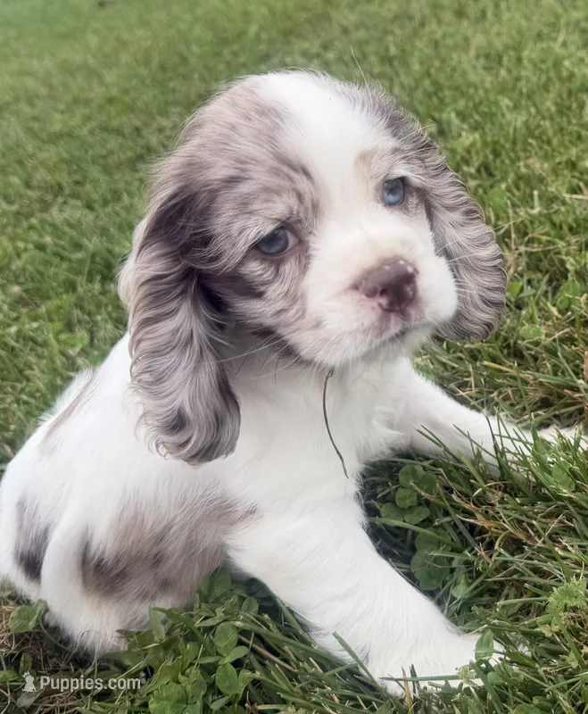 AKC Winnie – Cocker Spaniel puppy for sale in Athens, WI