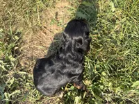 Hanna, a female Cocker Spaniel for sale in Athens, WI – 5 of 6