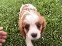 AKC Carl, a male Cavalier King Charles Spaniel for sale in Athens, WI – 5 of 10