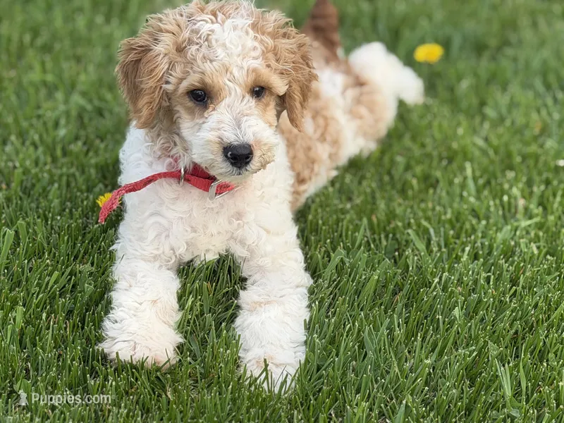 Dean, a male Poodle - Miniature  for sale in Athens, WI – 1 of 10