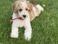 Dean, a male Poodle - Miniature  for sale in Athens, WI – 1 of 10
