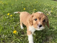 Elvis , a male Cavapoo for sale in Athens, WI – 9 of 10