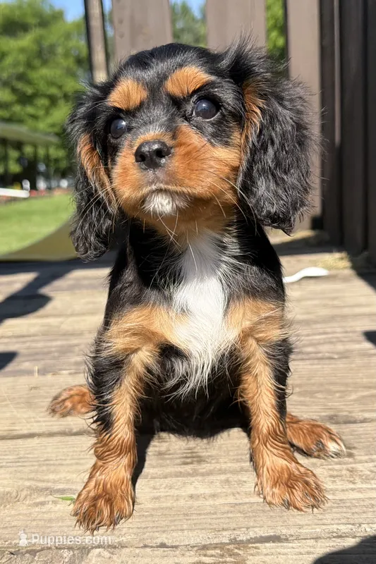 AKC Dora – Cavalier King Charles Spaniel puppy for sale in Athens, WI