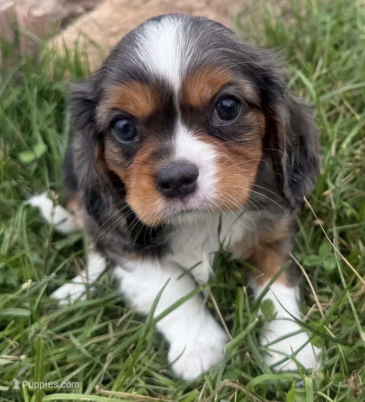 Lucas – Cavalier King Charles Spaniel puppy for sale in Athens, WI