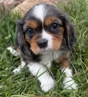Lucas, a male Cavalier King Charles Spaniel for sale in Athens, WI – 1 of 10