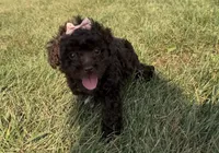 Elle, a female Poodle - Toy  for sale in Athens, WI – 3 of 10