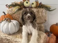 AKC Willow, a female Cocker Spaniel for sale in Athens, WI – 7 of 10