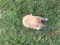 Carly, a female Miniature Goldendoodle for sale in Athens, WI – 9 of 10