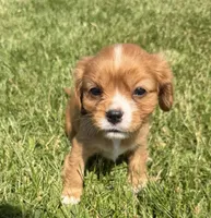 AKC Dixie, a female Cavalier King Charles Spaniel for sale in Athens, WI – 8 of 10
