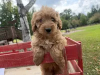 Carlos, a male Miniature Goldendoodle for sale in Athens, WI – 9 of 10