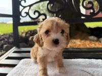 Eddie, a male Cavapoo for sale in Athens, WI – 5 of 10
