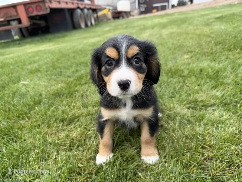 Joanne – Cocker Spaniel, Miniature Australian Shepherd puppy for sale in Athens, WI