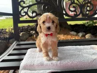Eddie, a male Cavapoo for sale in Athens, WI – 3 of 10