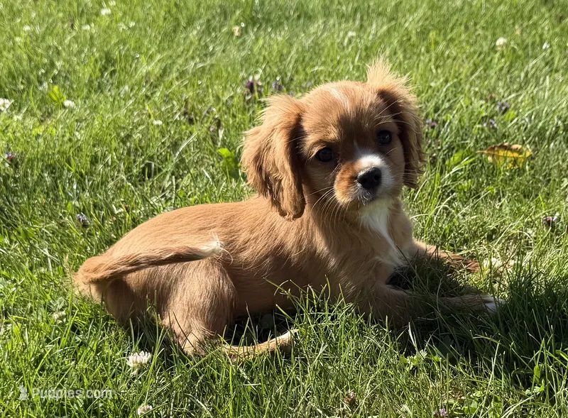 AKC Dixie – Cavalier King Charles Spaniel puppy for sale in Athens, WI